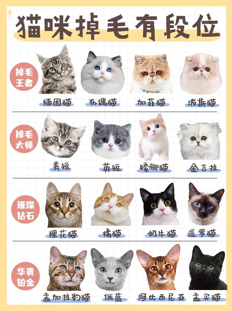 猫咪什么时候掉毛,小猫会掉毛吗?-第4张图片 猫咪什么时候掉毛,小猫会掉毛吗?-第4张图片