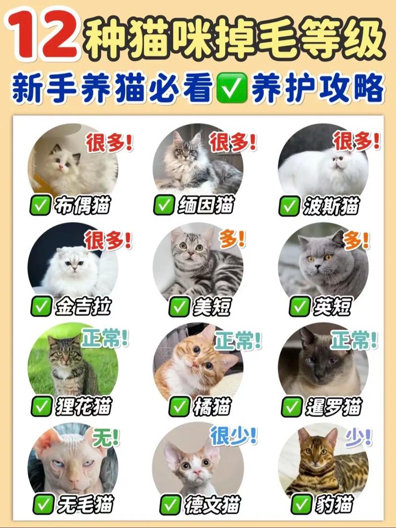 猫咪什么时候掉毛,小猫会掉毛吗?-第6张图片 猫咪什么时候掉毛,小猫会掉毛吗?-第6张图片