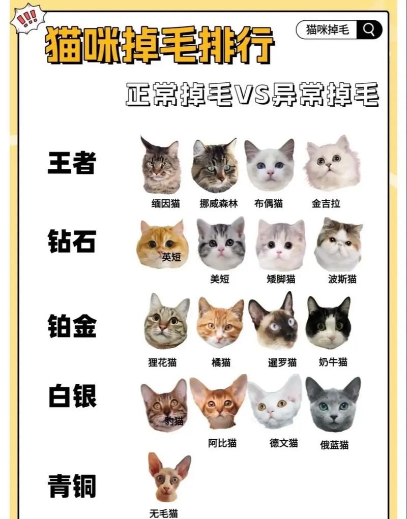 猫咪什么时候掉毛,小猫会掉毛吗?-第8张图片 猫咪什么时候掉毛,小猫会掉毛吗?-第8张图片