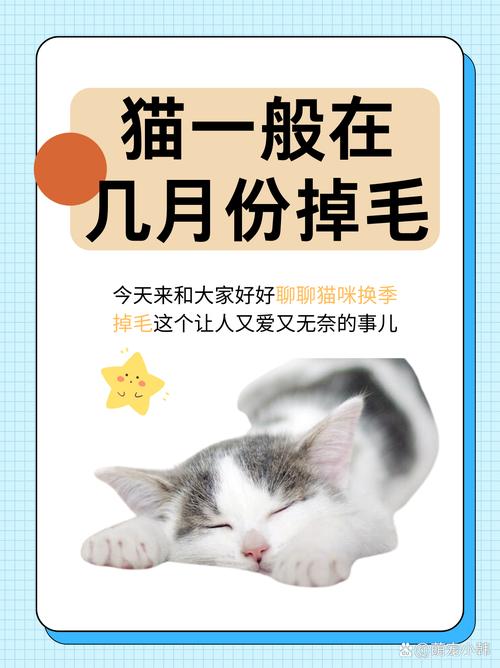 猫咪什么时候掉毛,小猫会掉毛吗?-第9张图片 猫咪什么时候掉毛,小猫会掉毛吗?-第9张图片
