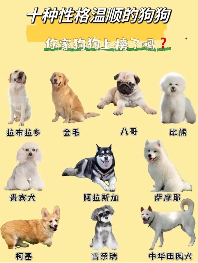 比较好养的宠物,比较好养的宠物狗狗排名-第1张图片 比较好养的宠物,比较好养的宠物狗狗排名-第1张图片