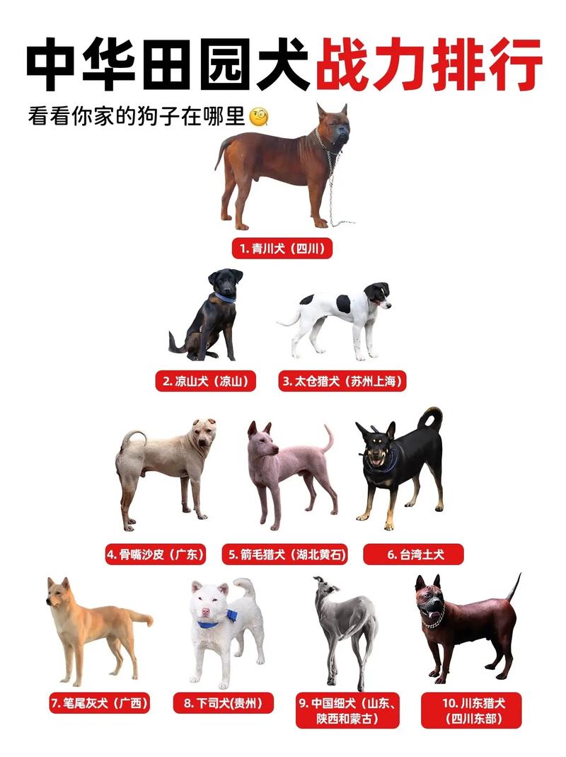 比较好养的宠物,比较好养的宠物狗狗排名-第3张图片 比较好养的宠物,比较好养的宠物狗狗排名-第3张图片