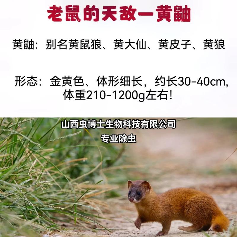 猫咪的叫声吓老鼠,猫咪的叫声吓老鼠原声-第1张图片 猫咪的叫声吓老鼠,猫咪的叫声吓老鼠原声-第1张图片