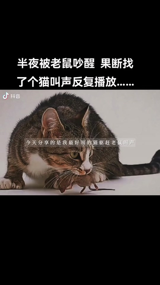 猫咪的叫声吓老鼠,猫咪的叫声吓老鼠原声-第4张图片 猫咪的叫声吓老鼠,猫咪的叫声吓老鼠原声-第4张图片