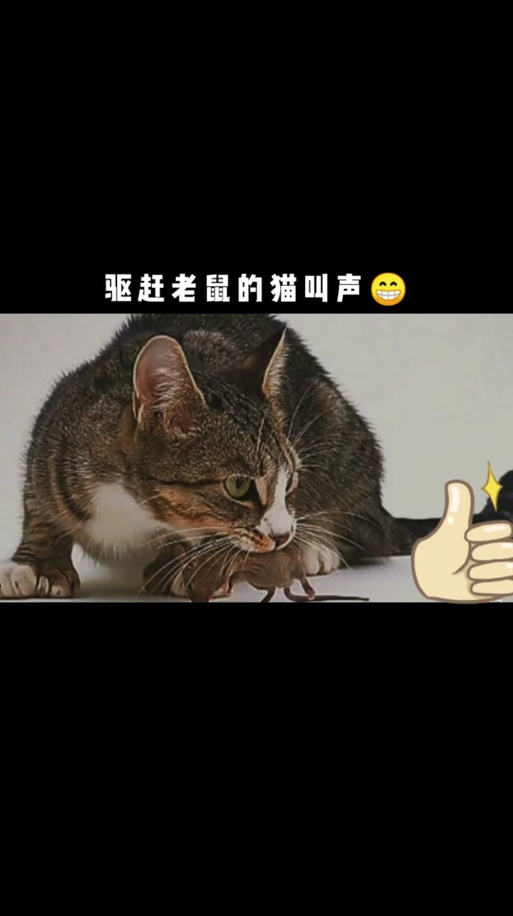 猫咪的叫声吓老鼠,猫咪的叫声吓老鼠原声-第6张图片 猫咪的叫声吓老鼠,猫咪的叫声吓老鼠原声-第6张图片