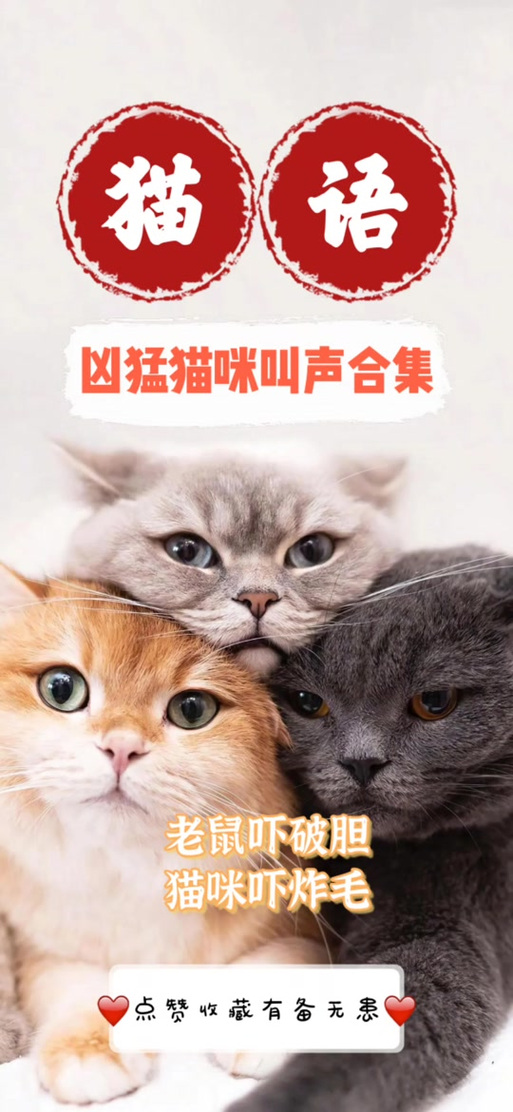 猫咪的叫声吓老鼠,猫咪的叫声吓老鼠原声-第7张图片 猫咪的叫声吓老鼠,猫咪的叫声吓老鼠原声-第7张图片