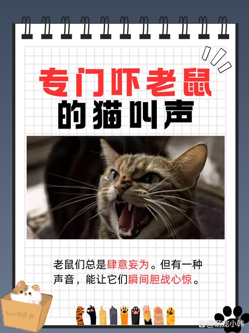 猫咪的叫声吓老鼠,猫咪的叫声吓老鼠原声-第8张图片 猫咪的叫声吓老鼠,猫咪的叫声吓老鼠原声-第8张图片