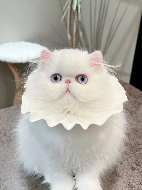 波斯猫蓝眼/波斯猫蓝眼睛图片