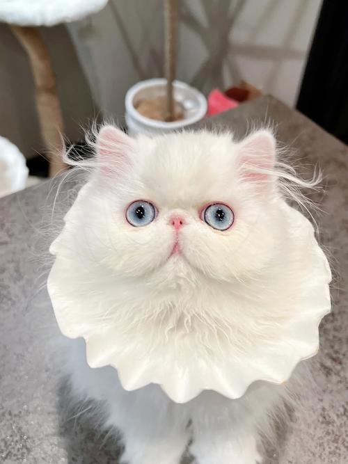 波斯猫蓝眼/波斯猫蓝眼睛图片-第3张图片 波斯猫蓝眼/波斯猫蓝眼睛图片-第3张图片