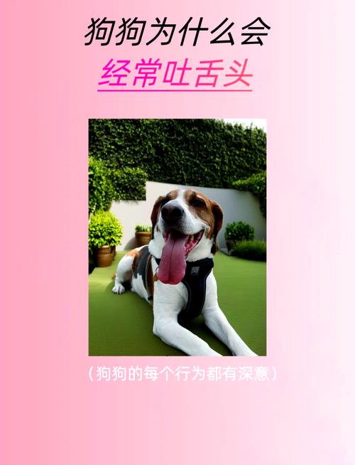 狗狗老伸舌头怎么回事-小狗狗老伸舌头是生病了嘛-第6张图片 狗狗老伸舌头怎么回事-小狗狗老伸舌头是生病了嘛-第6张图片