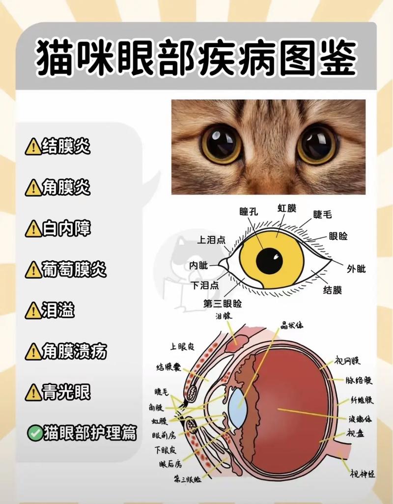 作为消费者“猫咪眼睛”你不能不知道-第6张图片 作为消费者“猫咪眼睛”你不能不知道-第6张图片