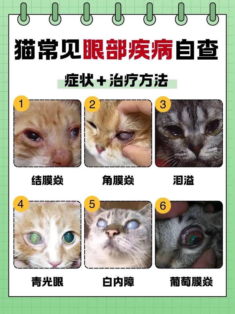 作为消费者“猫咪眼睛”你不能不知道-第7张图片 作为消费者“猫咪眼睛”你不能不知道-第7张图片