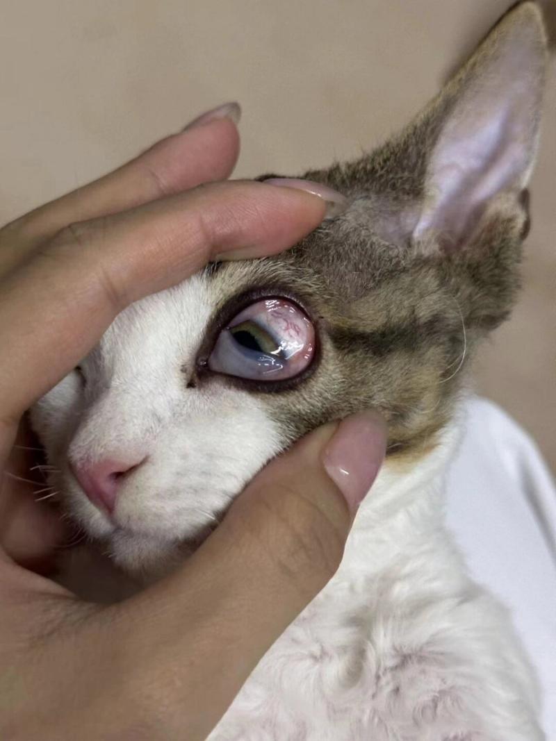 作为消费者“猫咪眼睛”你不能不知道-第8张图片 作为消费者“猫咪眼睛”你不能不知道-第8张图片