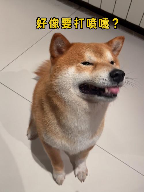解析“狗狗咳嗽但是精神很好”你不知道的事-第1张图片 解析“狗狗咳嗽但是精神很好”你不知道的事-第1张图片