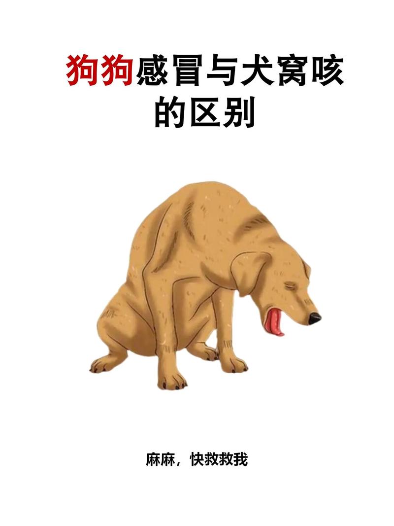 解析“狗狗咳嗽但是精神很好”你不知道的事-第2张图片 解析“狗狗咳嗽但是精神很好”你不知道的事-第2张图片