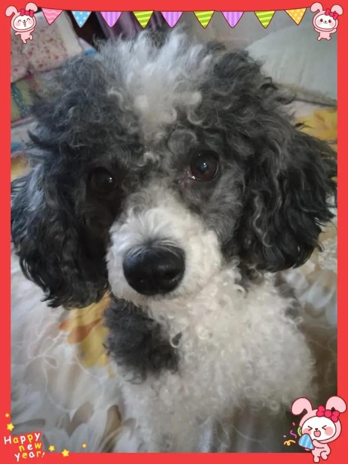 黑白花贵宾犬，黑白花贵宾犬图片