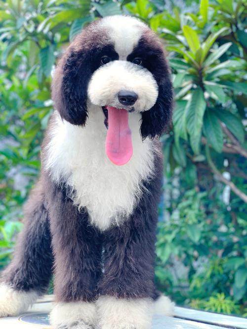 黑白花贵宾犬,黑白花贵宾犬图片-第2张图片 黑白花贵宾犬,黑白花贵宾犬图片-第2张图片