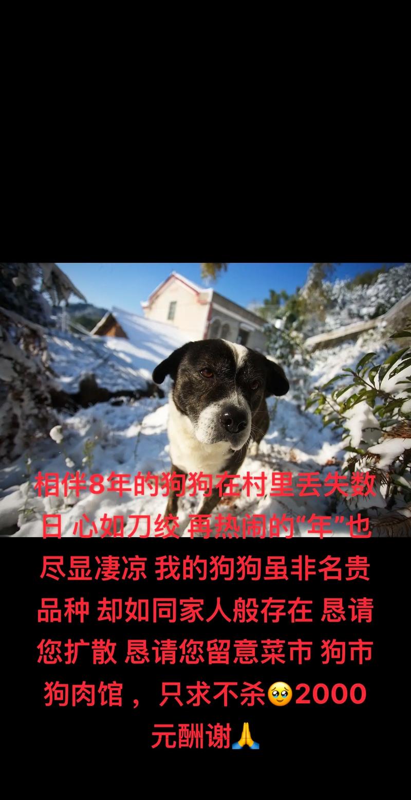 黑白花贵宾犬,黑白花贵宾犬图片-第4张图片 黑白花贵宾犬,黑白花贵宾犬图片-第4张图片