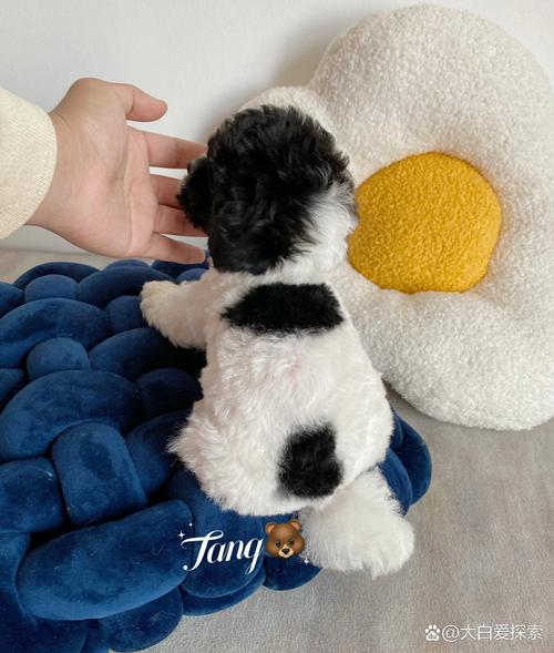黑白花贵宾犬,黑白花贵宾犬图片-第5张图片 黑白花贵宾犬,黑白花贵宾犬图片-第5张图片