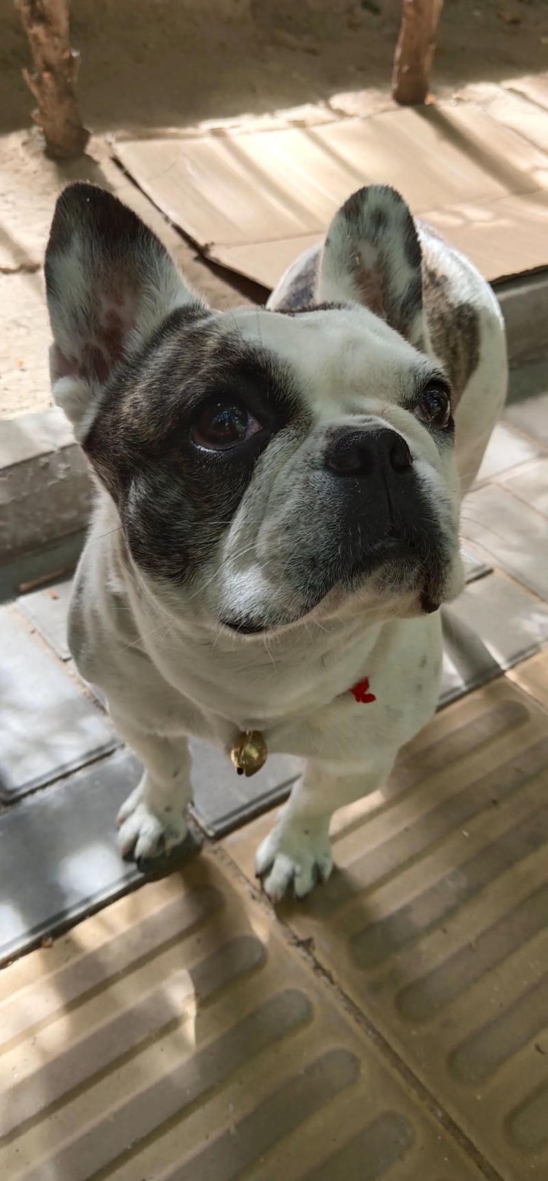 黑白花贵宾犬,黑白花贵宾犬图片-第6张图片 黑白花贵宾犬,黑白花贵宾犬图片-第6张图片
