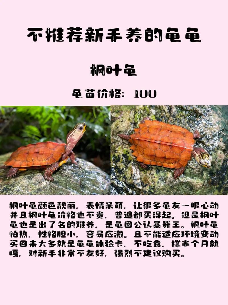 作为消费者“海南枫叶龟怎么养”你不能不知道-第4张图片 作为消费者“海南枫叶龟怎么养”你不能不知道-第4张图片