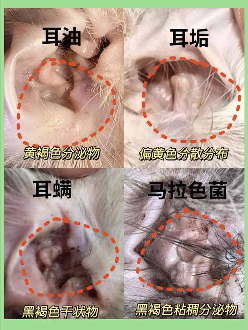 作为消费者“猫咪耳朵很脏怎么处理”你不能不知道-第3张图片 作为消费者“猫咪耳朵很脏怎么处理”你不能不知道-第3张图片