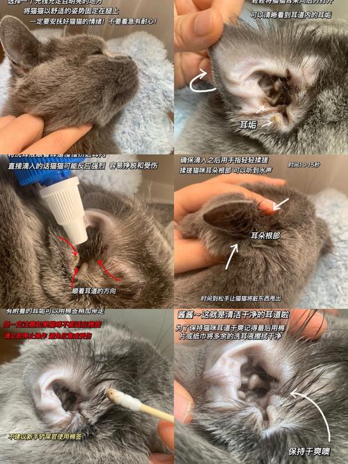 作为消费者“猫咪耳朵很脏怎么处理”你不能不知道-第4张图片 作为消费者“猫咪耳朵很脏怎么处理”你不能不知道-第4张图片