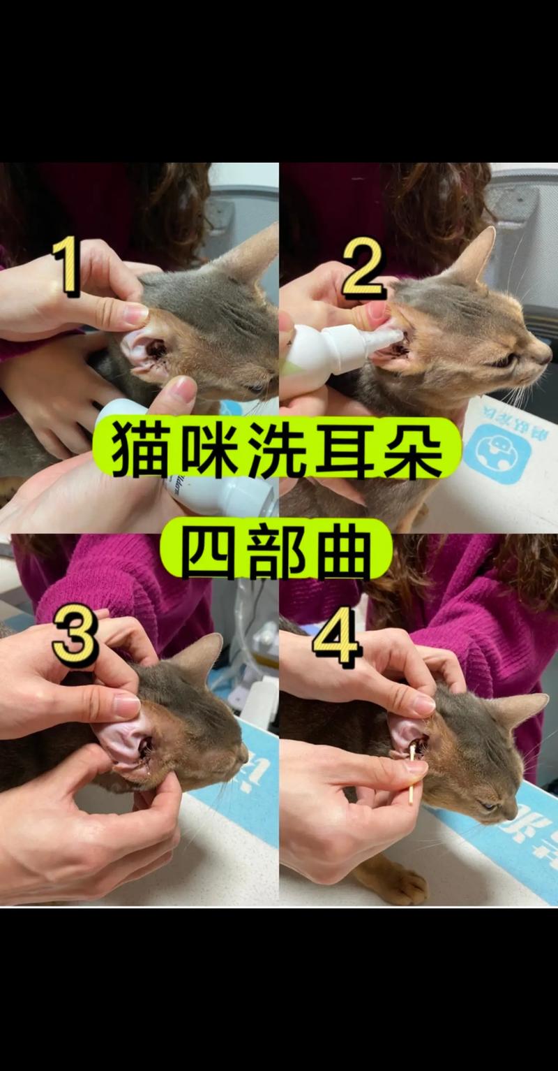 作为消费者“猫咪耳朵很脏怎么处理”你不能不知道-第7张图片 作为消费者“猫咪耳朵很脏怎么处理”你不能不知道-第7张图片