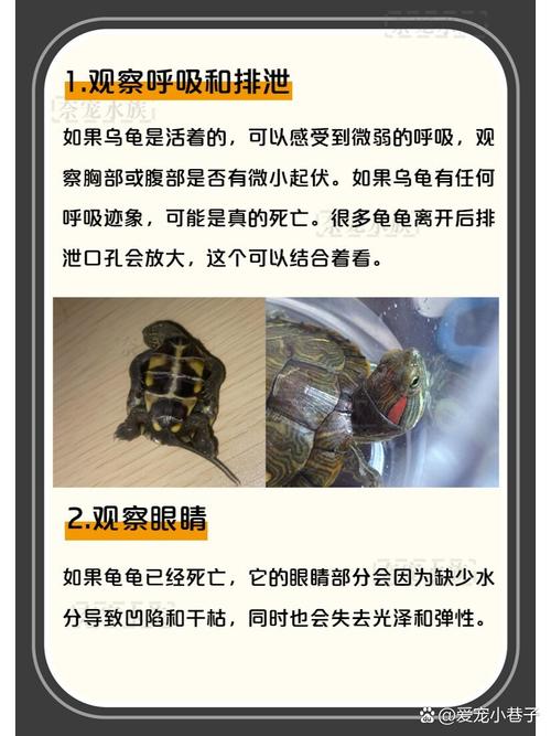 解析“赫曼陆龟冬眠”你不知道的事-第6张图片 解析“赫曼陆龟冬眠”你不知道的事-第6张图片