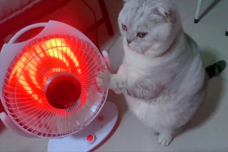 猫咪可以烤火吗/猫咪可以烤火吗?-第2张图片 猫咪可以烤火吗/猫咪可以烤火吗?-第2张图片