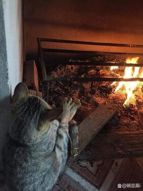 猫咪可以烤火吗/猫咪可以烤火吗?-第3张图片 猫咪可以烤火吗/猫咪可以烤火吗?-第3张图片