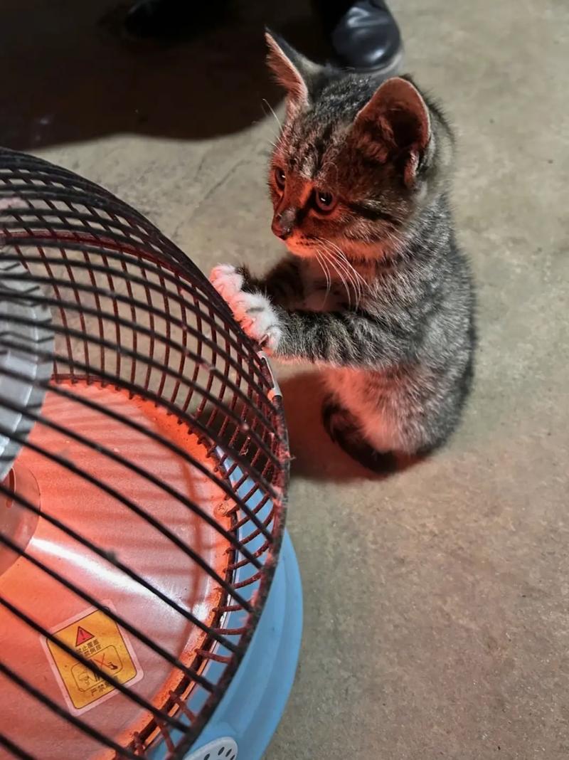 猫咪可以烤火吗/猫咪可以烤火吗?-第5张图片 猫咪可以烤火吗/猫咪可以烤火吗?-第5张图片