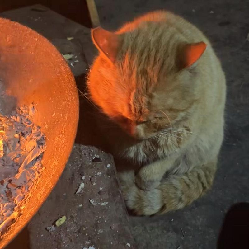 猫咪可以烤火吗/猫咪可以烤火吗?-第6张图片 猫咪可以烤火吗/猫咪可以烤火吗?-第6张图片