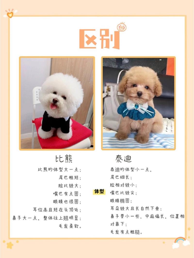 作为消费者“比熊和泰迪”你不能不知道-第2张图片 作为消费者“比熊和泰迪”你不能不知道-第2张图片
