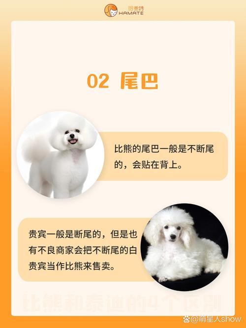 作为消费者“比熊和泰迪”你不能不知道-第3张图片 作为消费者“比熊和泰迪”你不能不知道-第3张图片