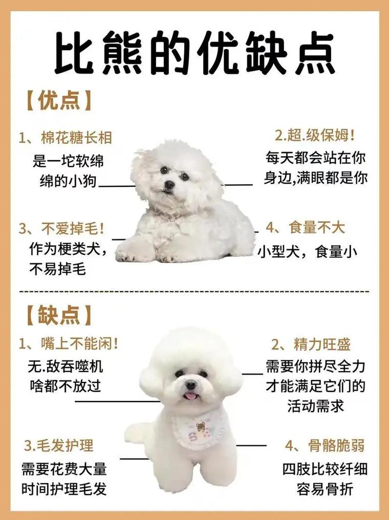 作为消费者“比熊和泰迪”你不能不知道-第4张图片 作为消费者“比熊和泰迪”你不能不知道-第4张图片
