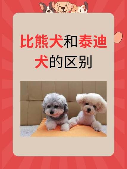 作为消费者“比熊和泰迪”你不能不知道-第7张图片 作为消费者“比熊和泰迪”你不能不知道-第7张图片