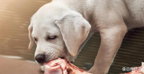 狗狗能吃猪肉吗/狗狗能吃猪肉吗,狗粮-第3张图片 狗狗能吃猪肉吗/狗狗能吃猪肉吗,狗粮-第3张图片
