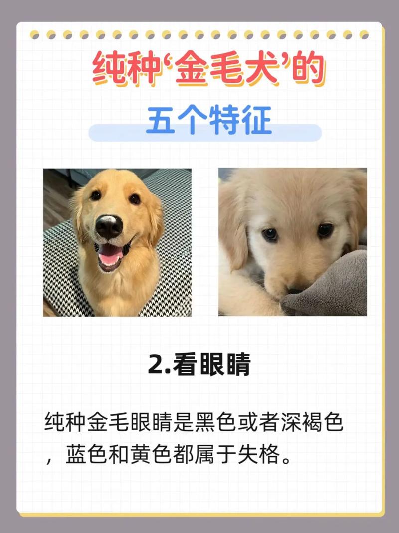 波士顿梗脖围,波斯顿梗狗-第2张图片 波士顿梗脖围,波斯顿梗狗-第2张图片