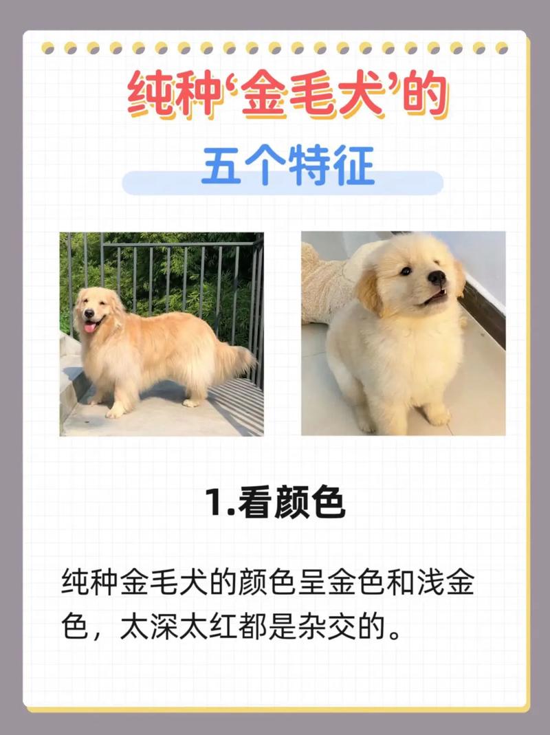 波士顿梗脖围,波斯顿梗狗-第4张图片 波士顿梗脖围,波斯顿梗狗-第4张图片