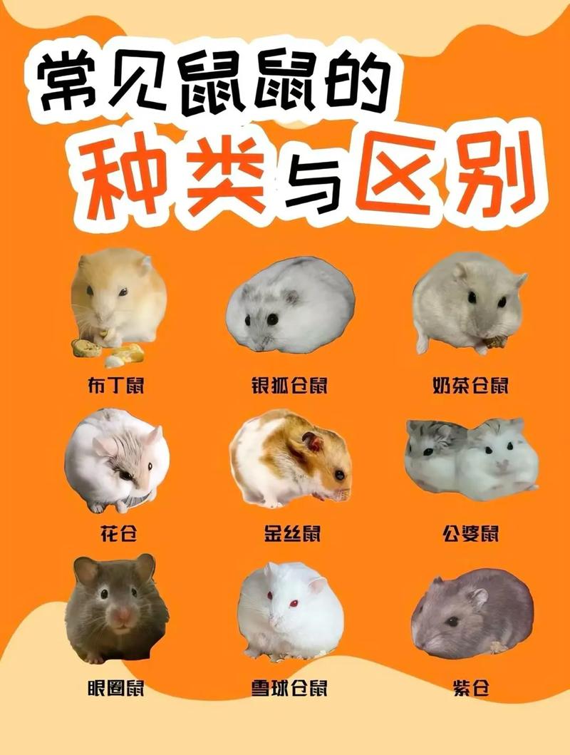 解析“仓鼠是老鼠吗”你不知道的事-第6张图片 解析“仓鼠是老鼠吗”你不知道的事-第6张图片