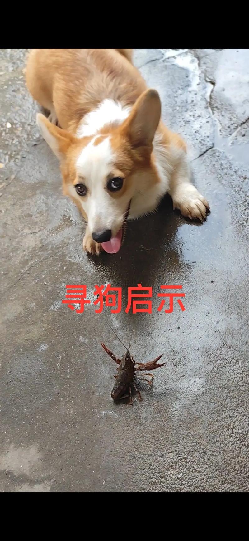 作为消费者“柯基走了会知道回家吗”你不能不知道-第4张图片 作为消费者“柯基走了会知道回家吗”你不能不知道-第4张图片