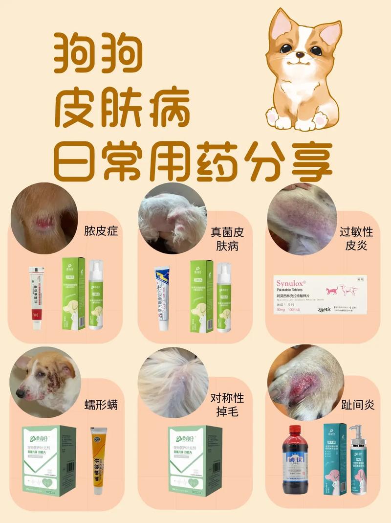 狗得了皮肤病怎么办用什么药-狗得了皮肤病使用什么药好一点-第3张图片 狗得了皮肤病怎么办用什么药-狗得了皮肤病使用什么药好一点-第3张图片