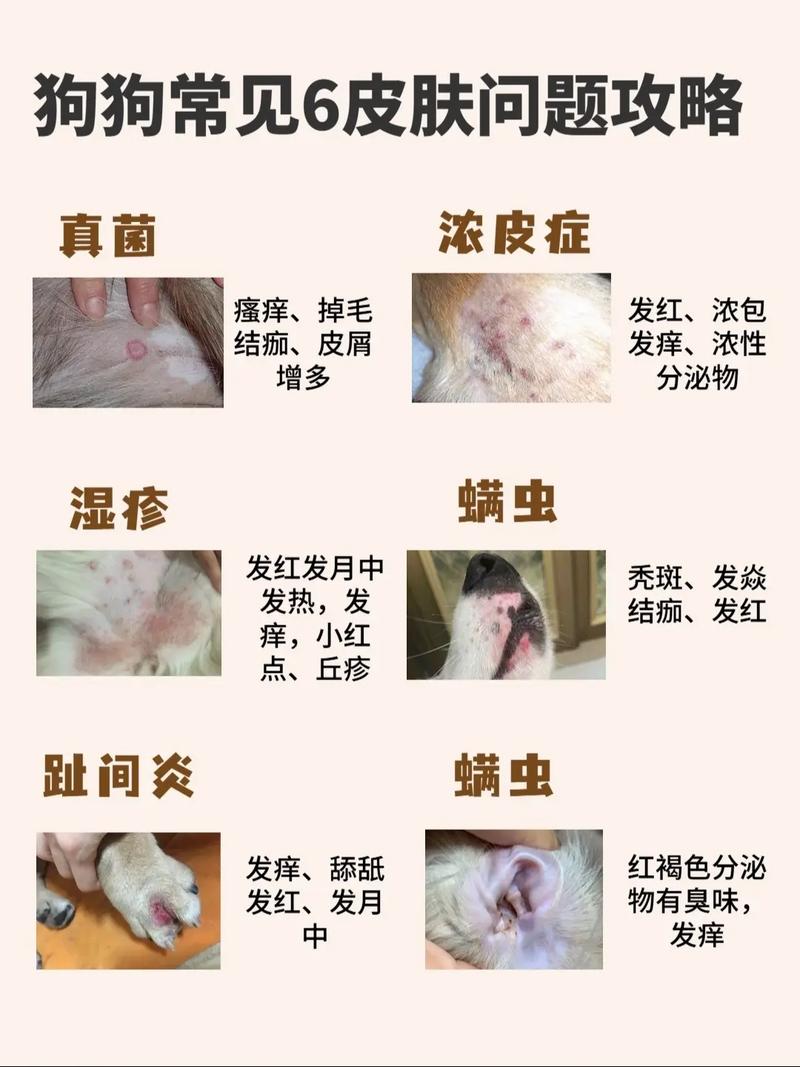 狗得了皮肤病怎么办用什么药-狗得了皮肤病使用什么药好一点-第9张图片 狗得了皮肤病怎么办用什么药-狗得了皮肤病使用什么药好一点-第9张图片