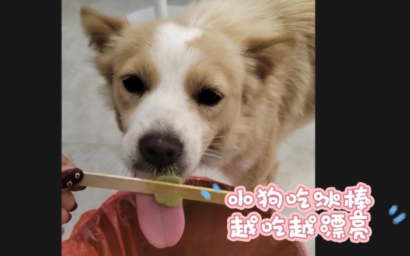 解析“狗狗可以吃绿豆雪糕吗”你不知道的事-第5张图片 解析“狗狗可以吃绿豆雪糕吗”你不知道的事-第5张图片