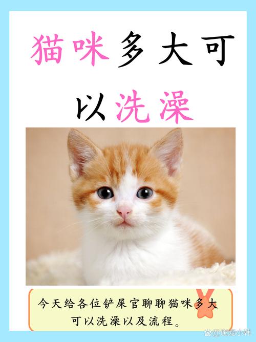 解析“小猫咪能不能洗澡”你不知道的事-第2张图片 解析“小猫咪能不能洗澡”你不知道的事-第2张图片