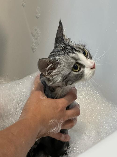 解析“小猫咪能不能洗澡”你不知道的事-第3张图片 解析“小猫咪能不能洗澡”你不知道的事-第3张图片