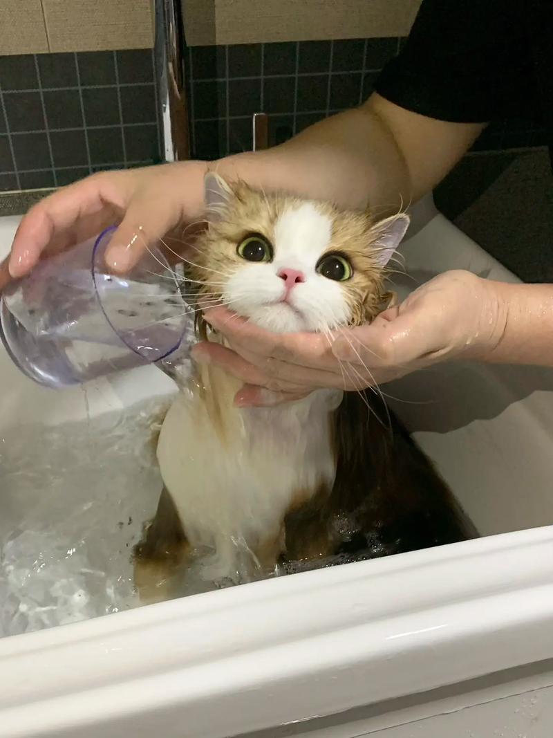 解析“小猫咪能不能洗澡”你不知道的事-第7张图片 解析“小猫咪能不能洗澡”你不知道的事-第7张图片