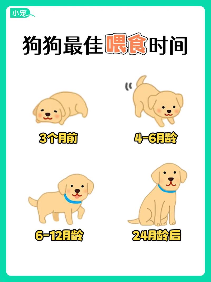 三个月狗狗一天喂几次/三个月狗狗一天喂几次水