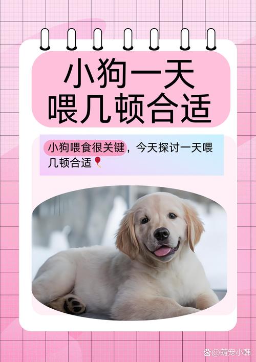 三个月狗狗一天喂几次/三个月狗狗一天喂几次水-第2张图片 三个月狗狗一天喂几次/三个月狗狗一天喂几次水-第2张图片